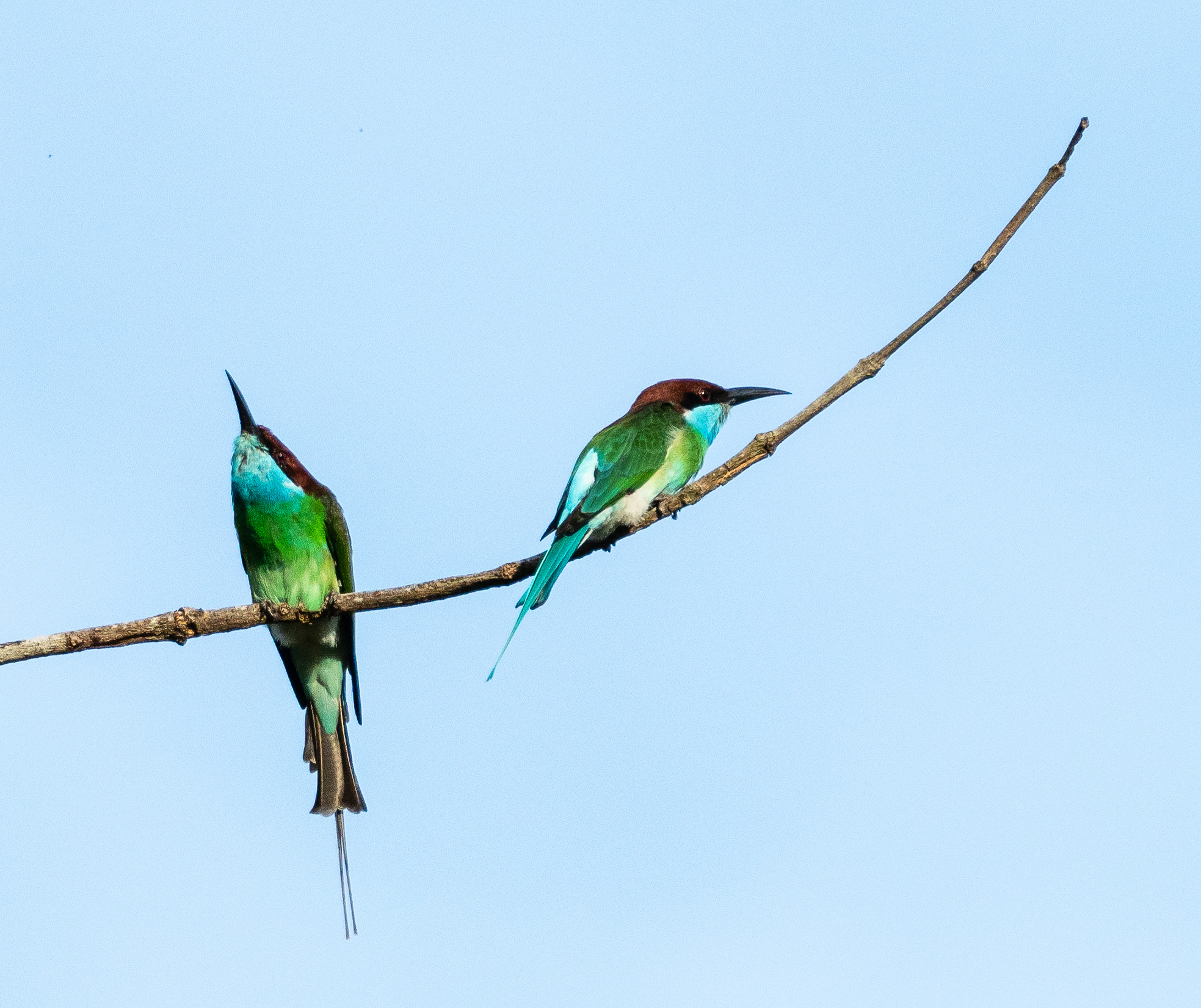 Blue eared Bee eater pair